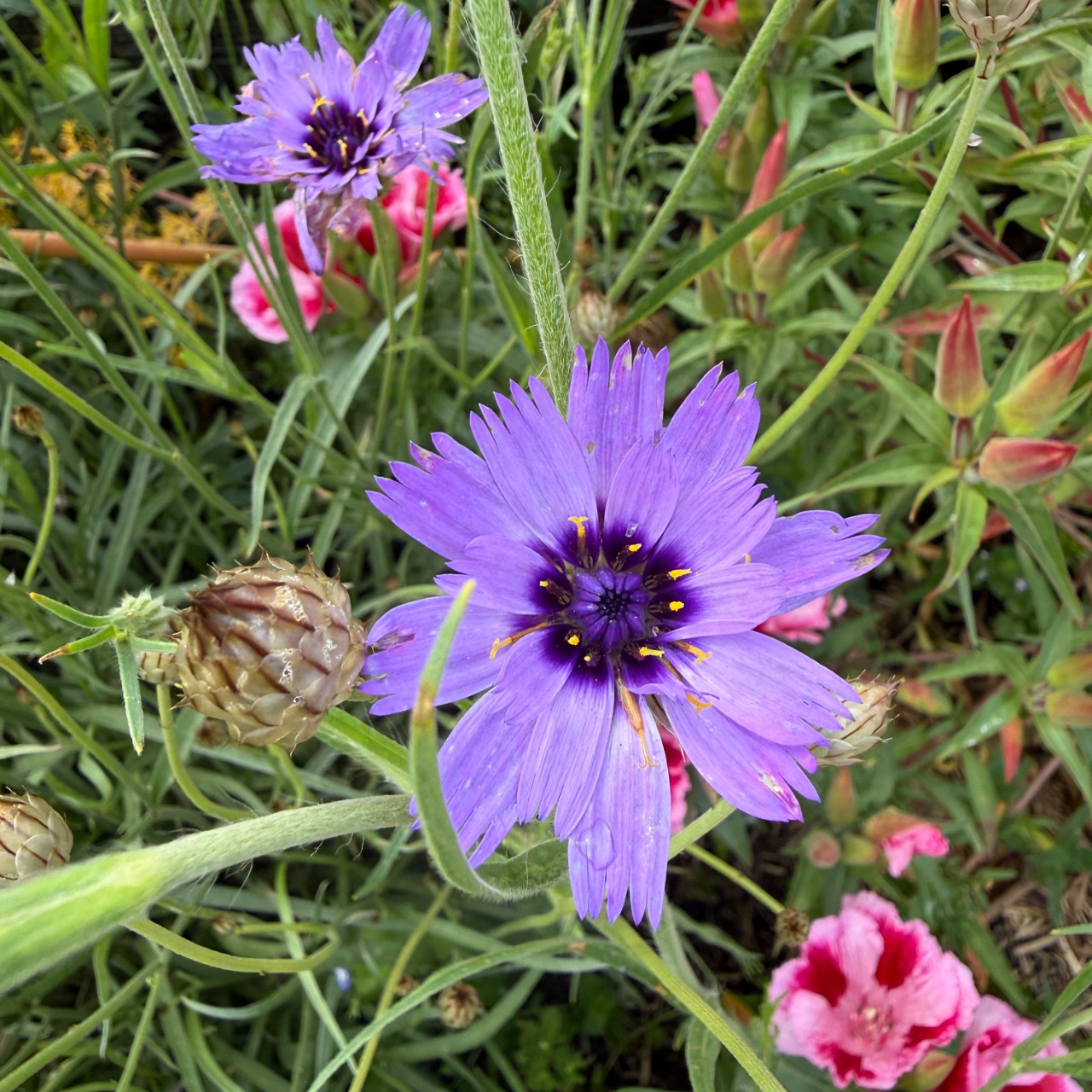 Catananche caerulea