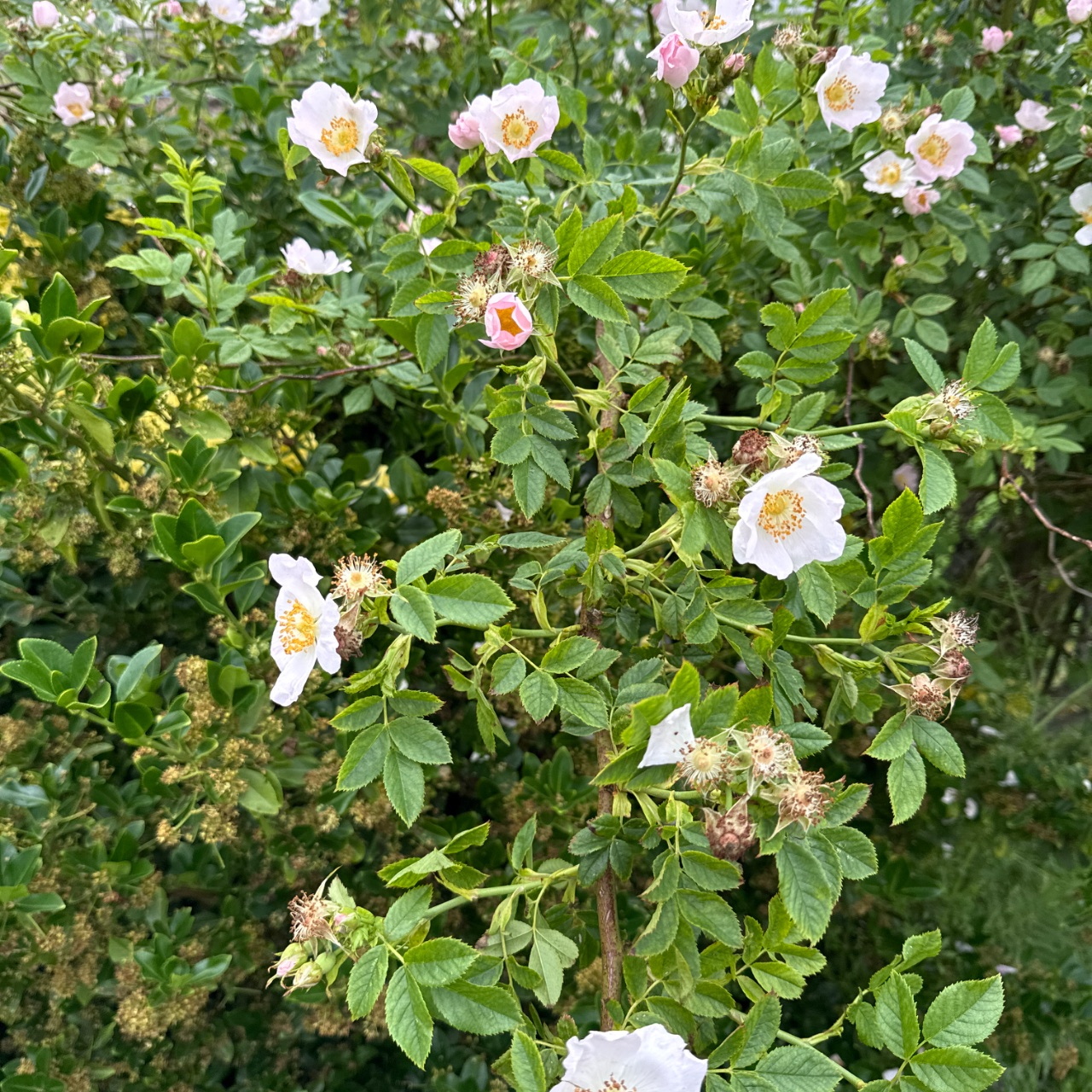 Rambling rose long stems