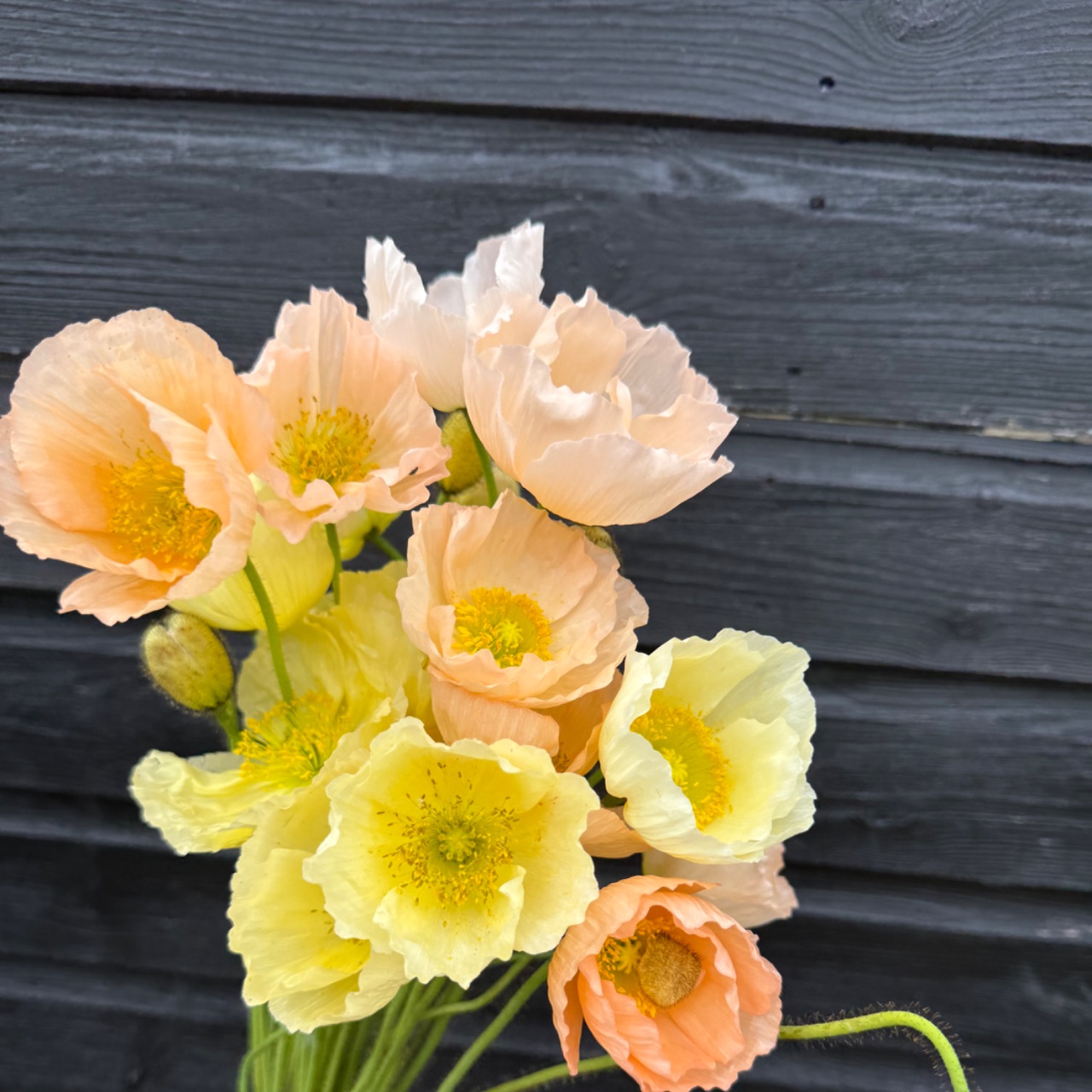 Icelandic poppies