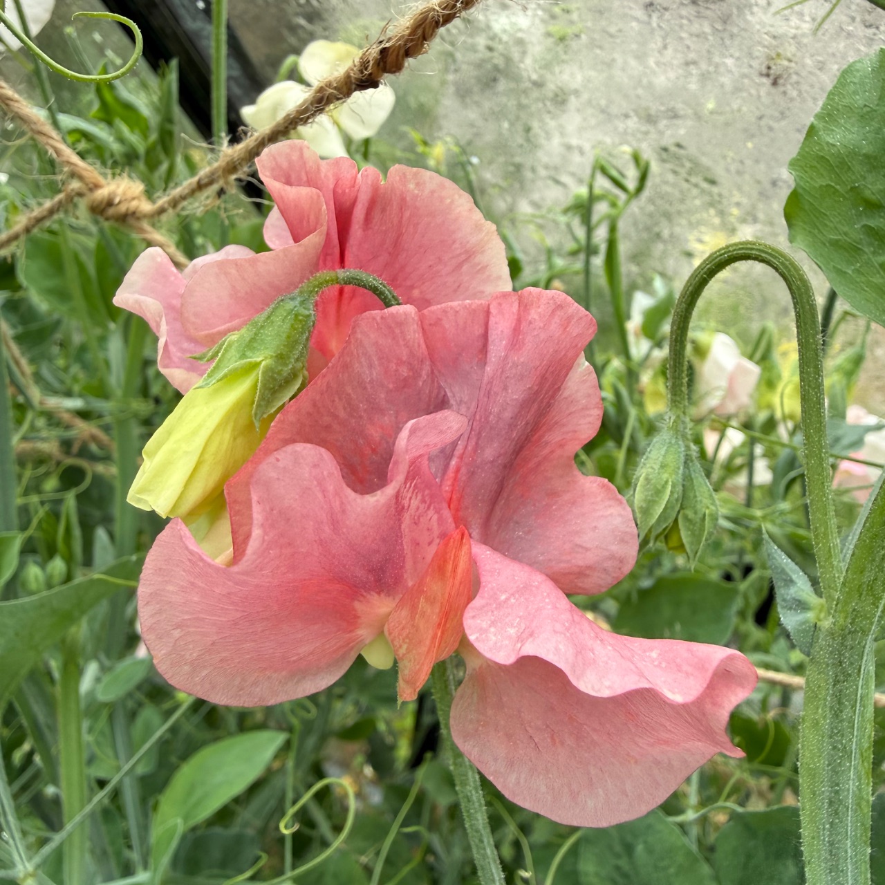 Sweet peas