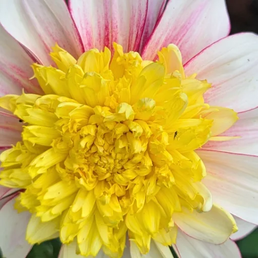Jamie's blooms