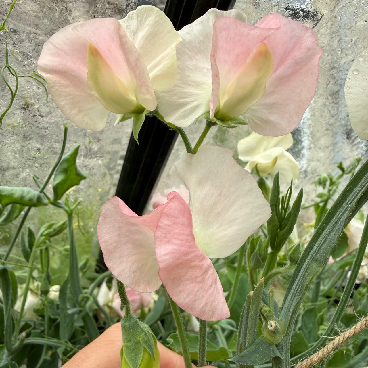 Sweet peas