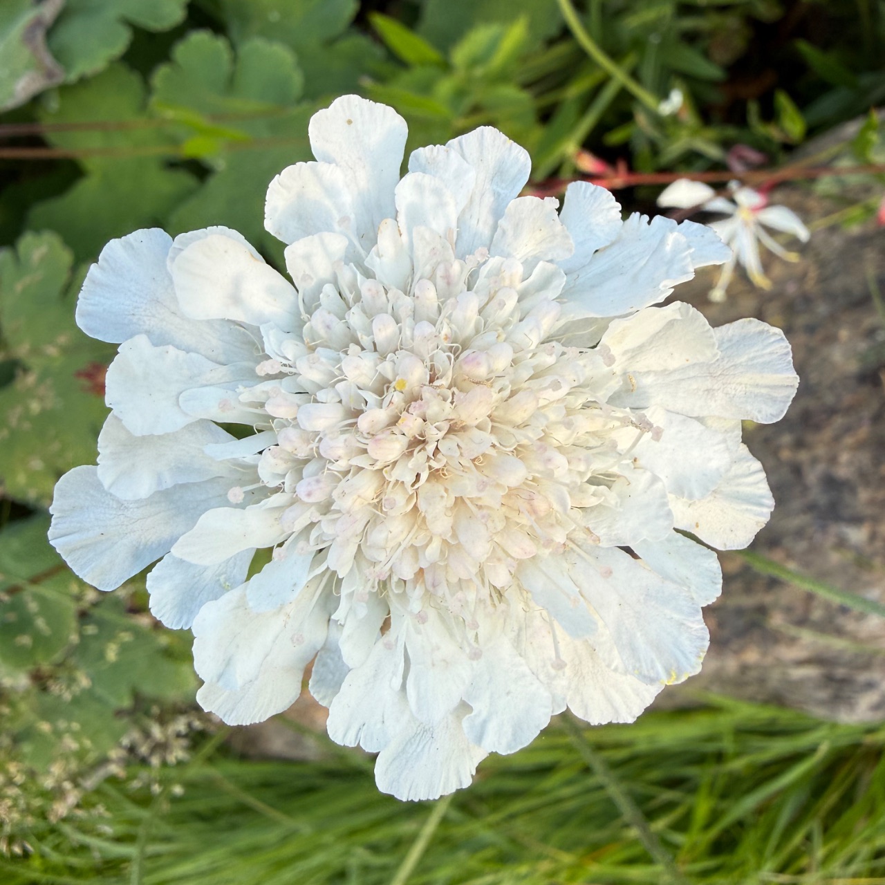 Scabiosa