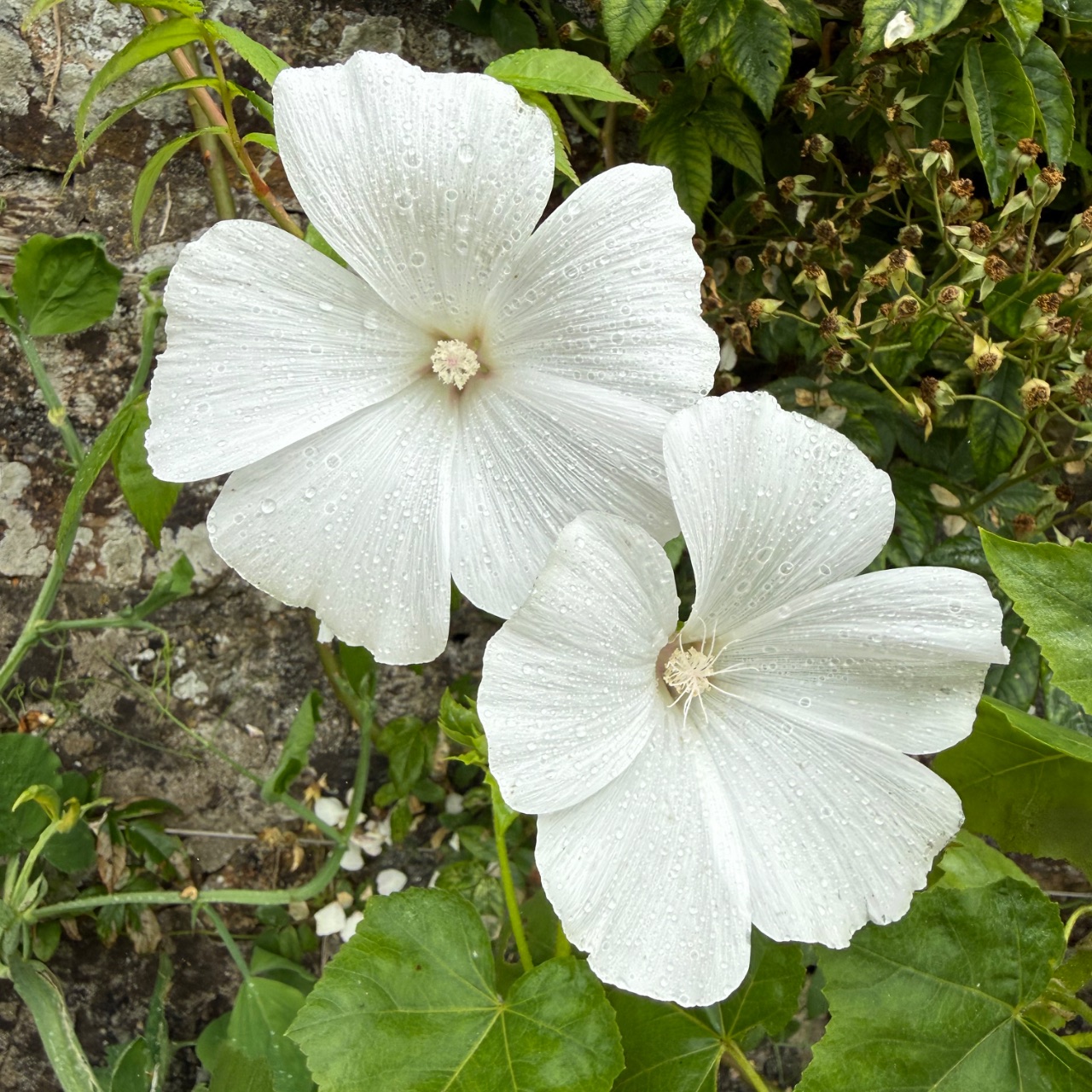 White mallow