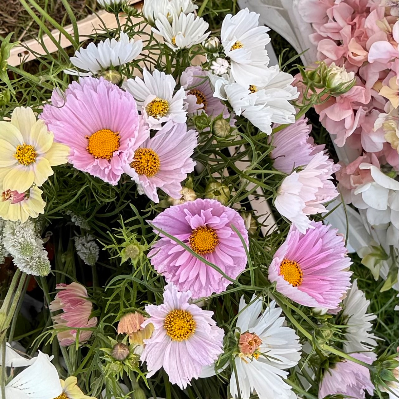 Cosmos