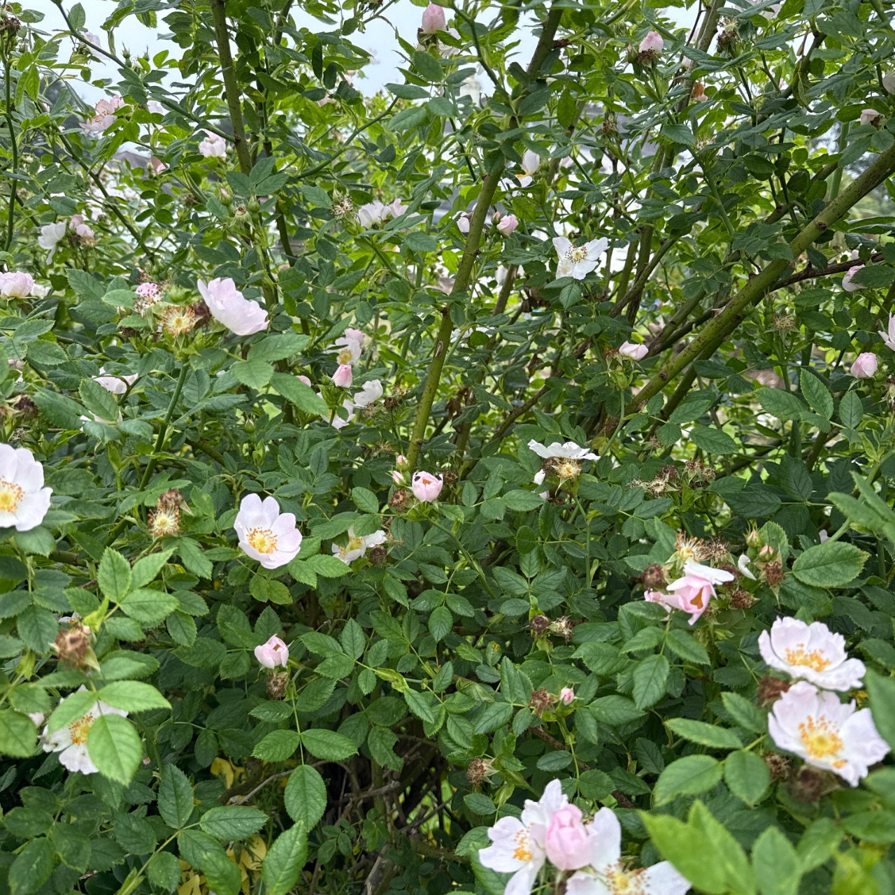 Rambling rose long stems