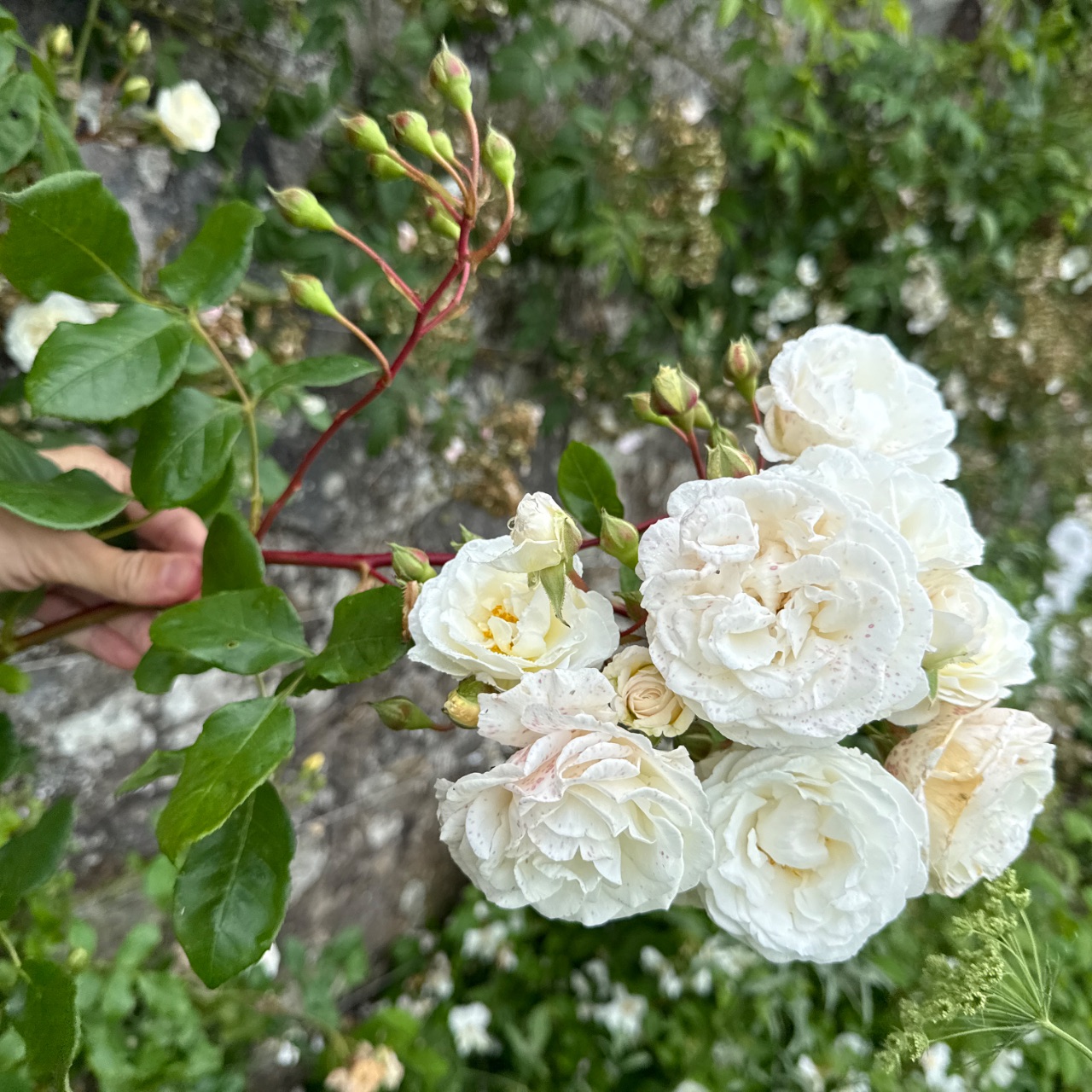 Spray Rose