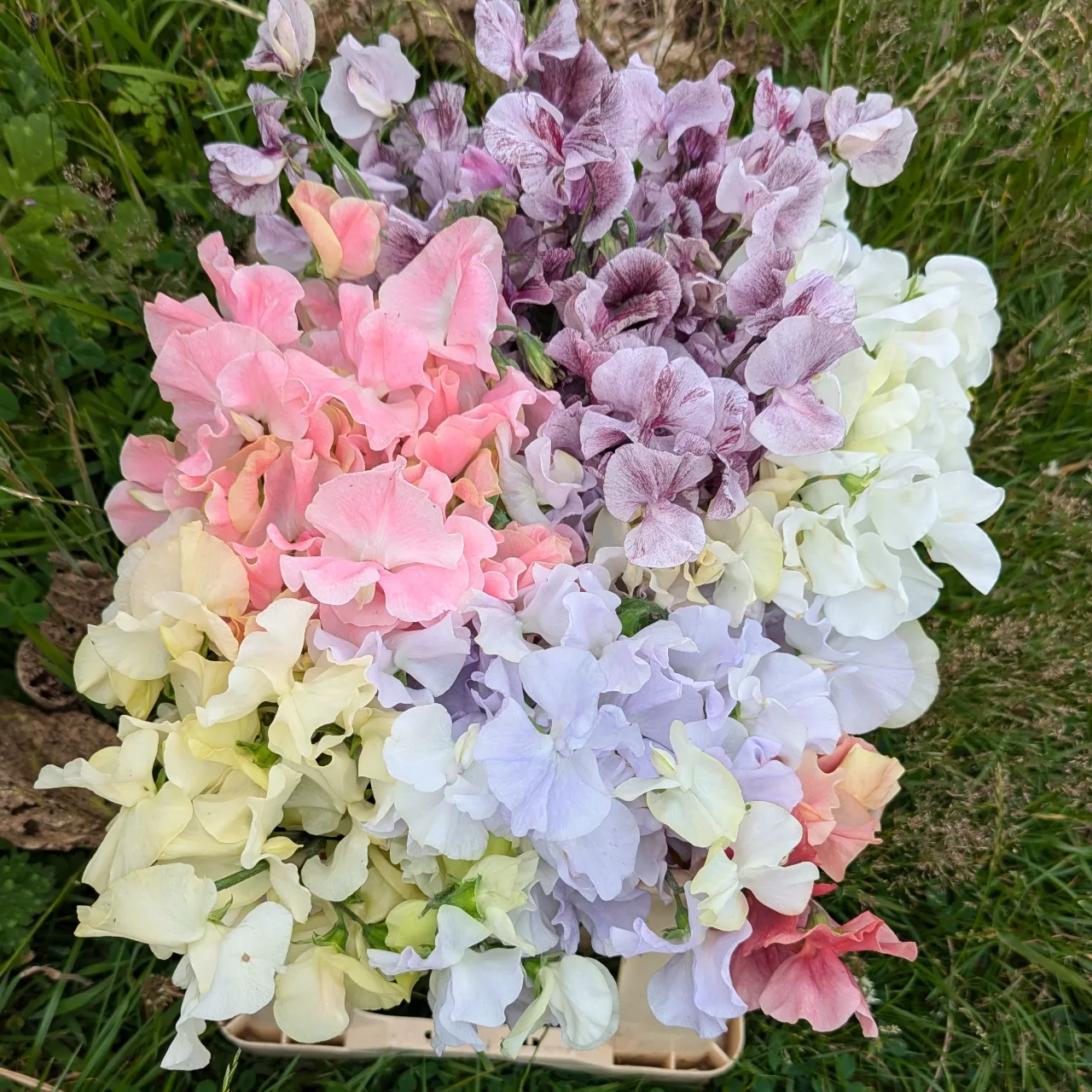 Sweet pea