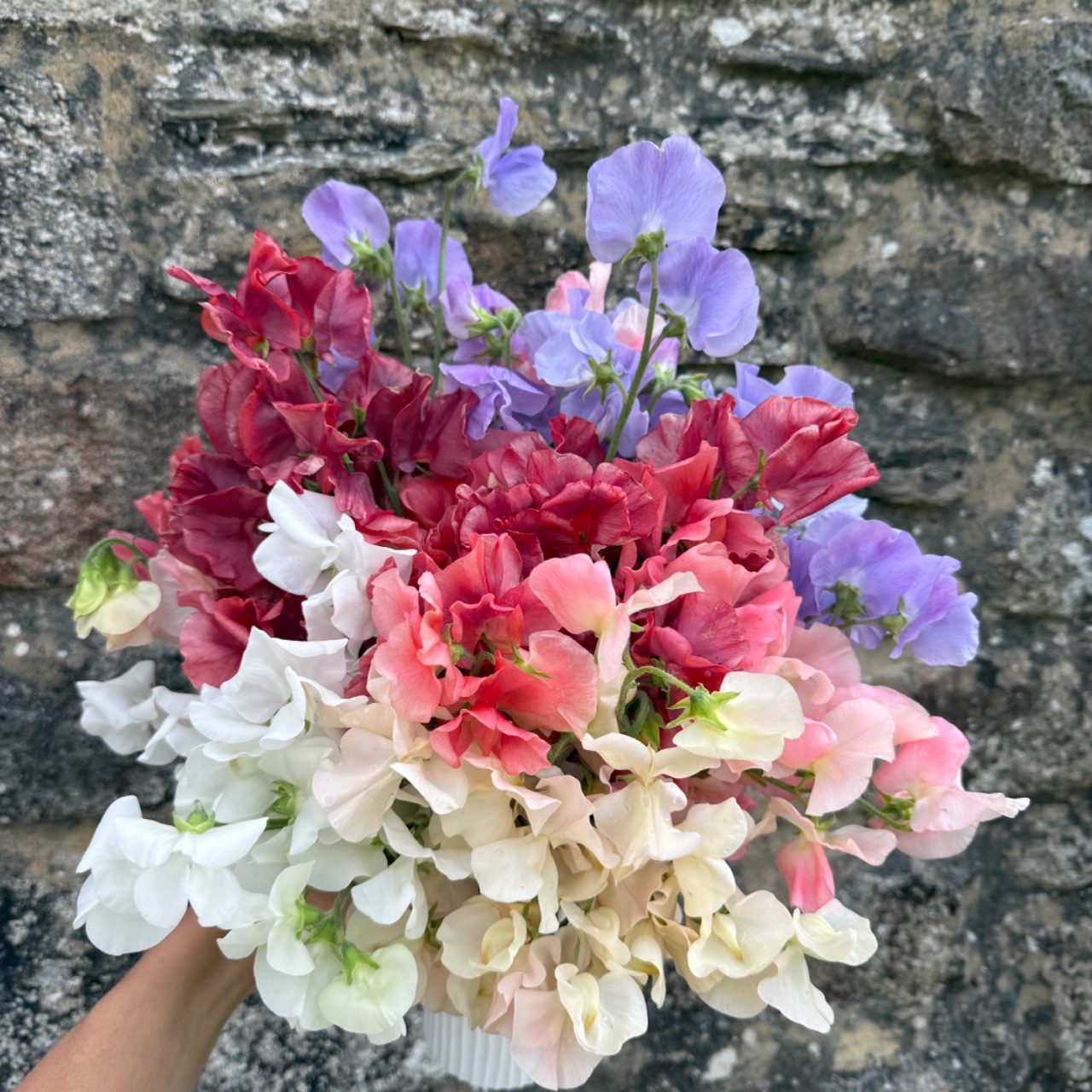 Sweet peas