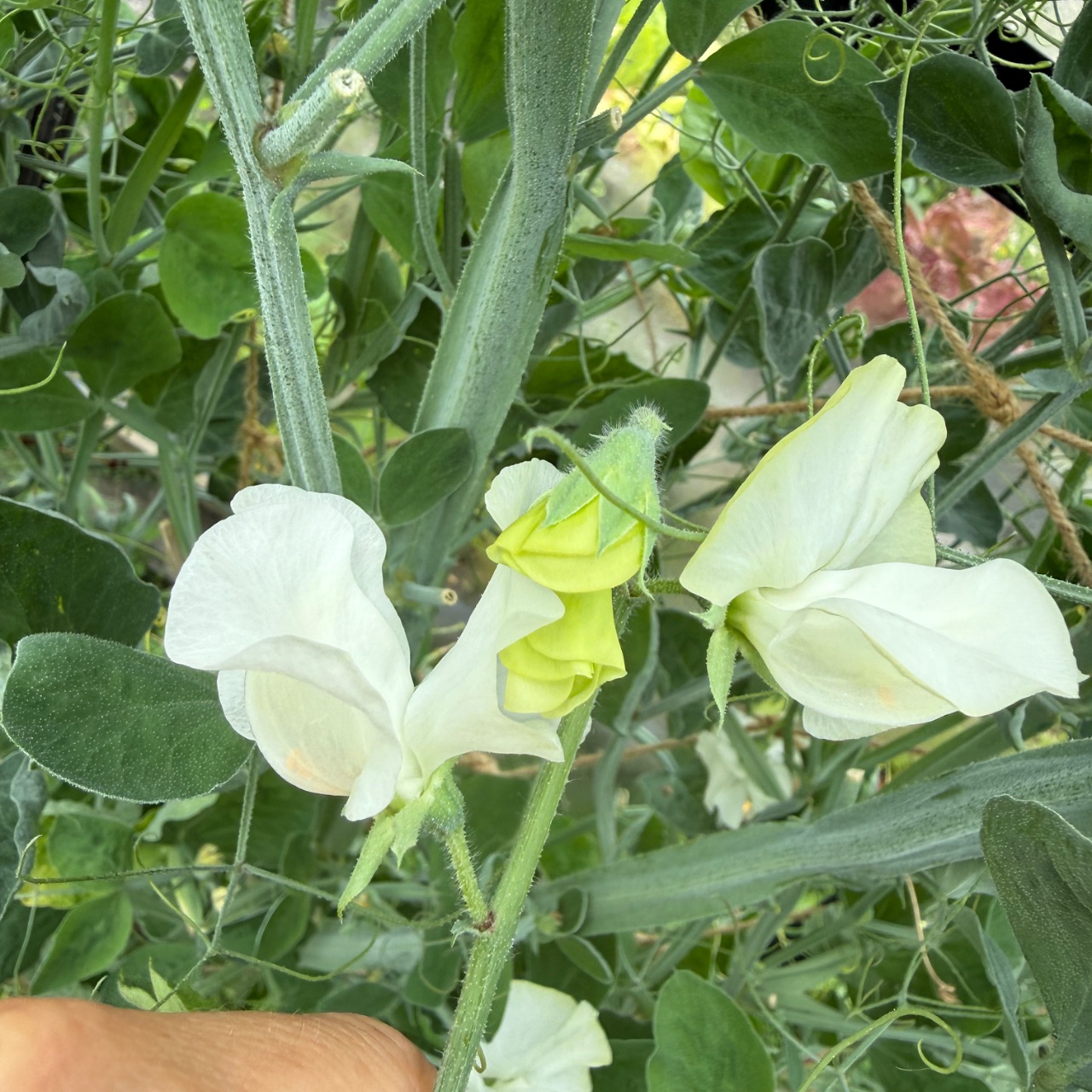 Sweet peas