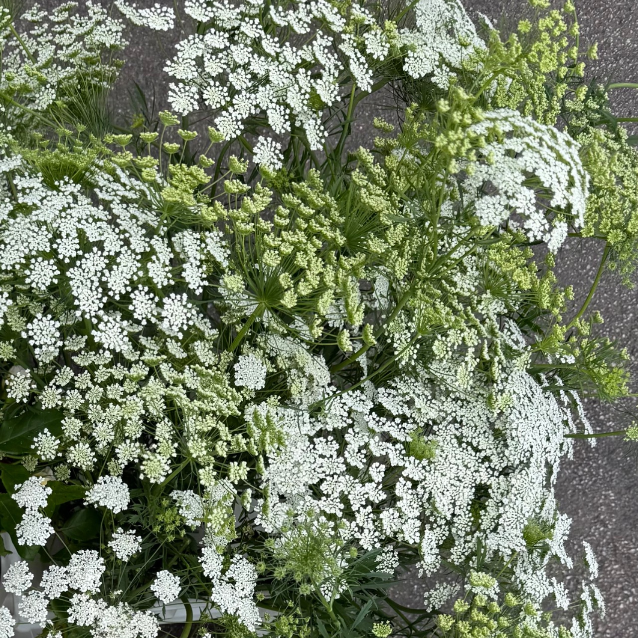 Ammi majus