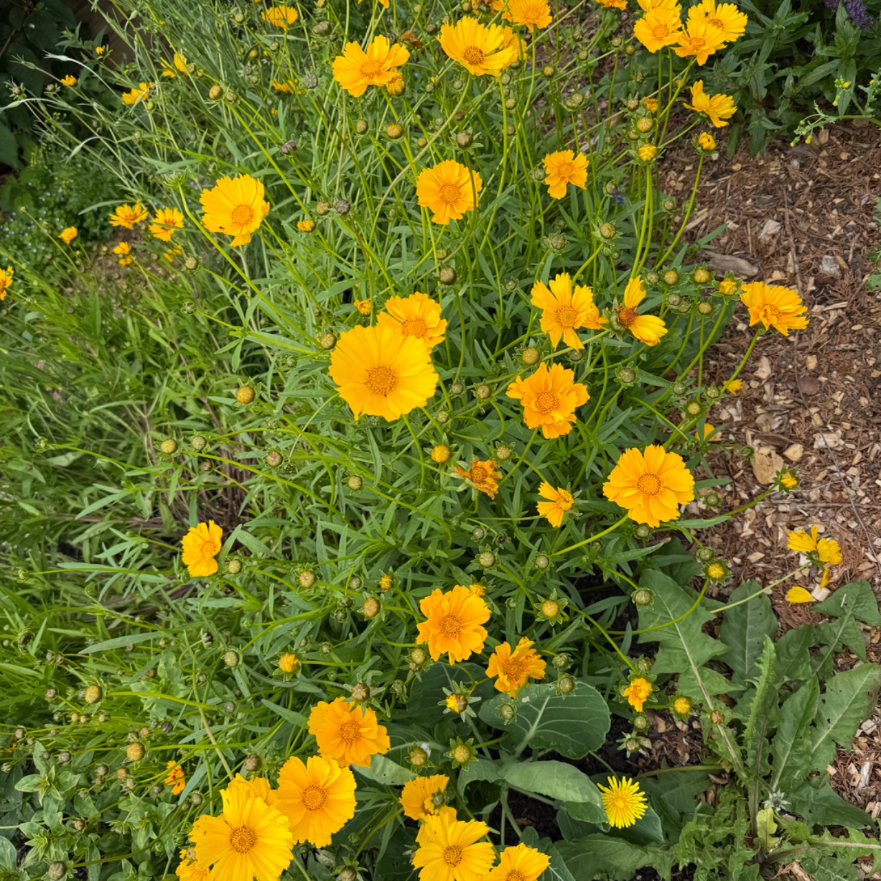 Coreopsis