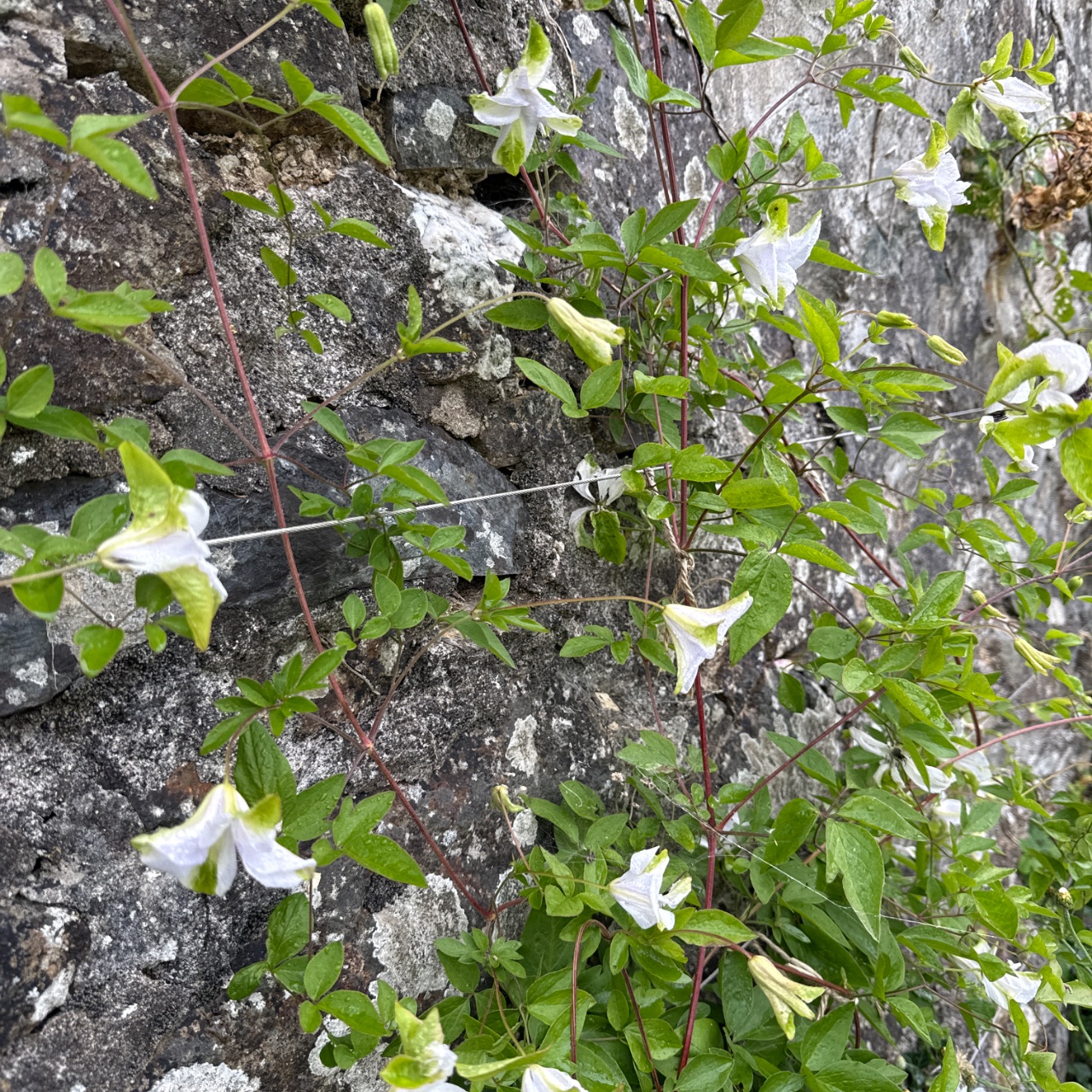 White clematis