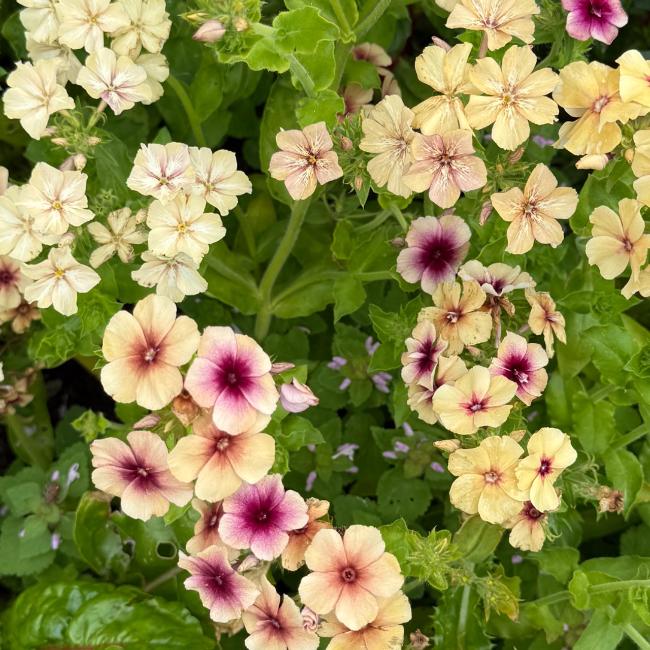 Phlox