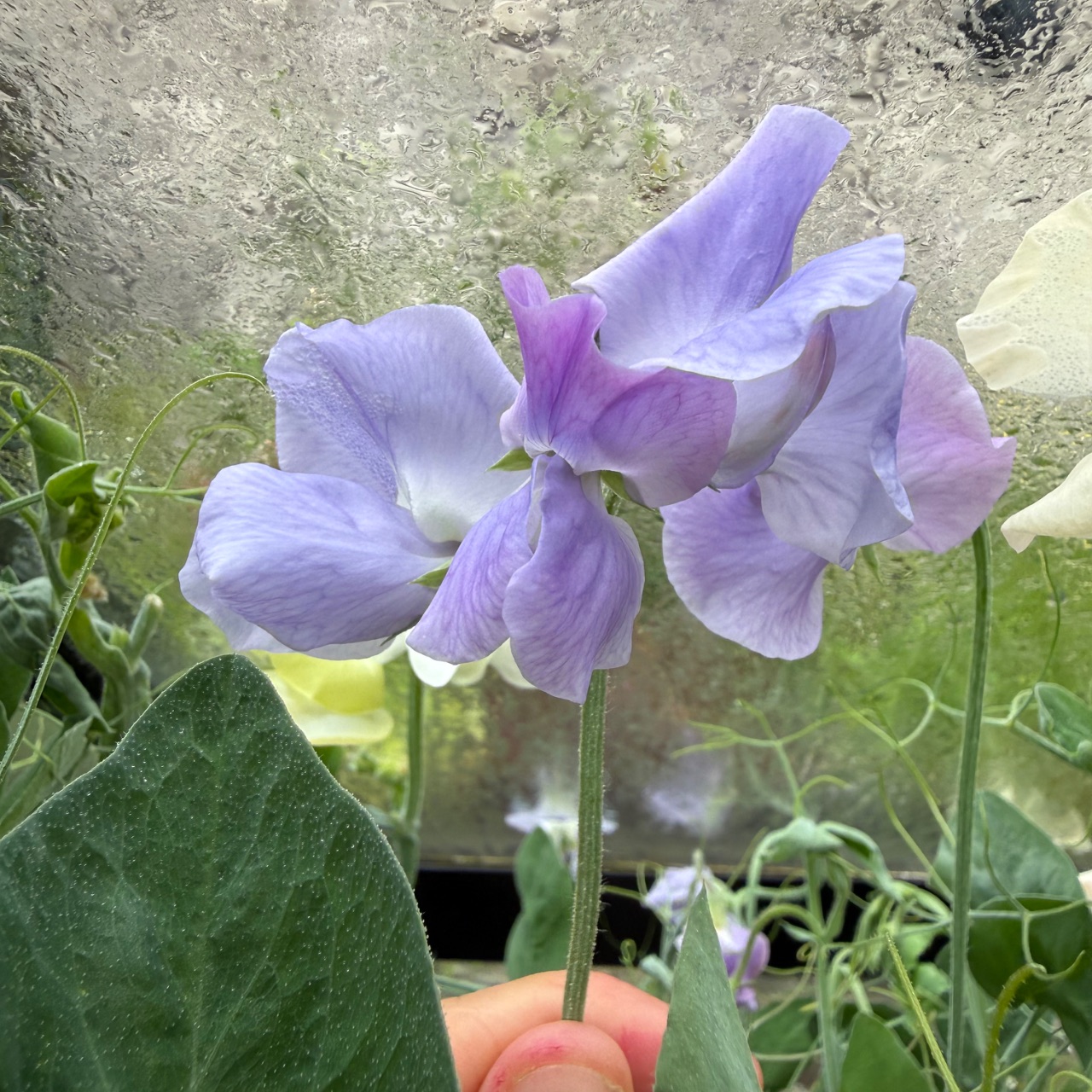 Sweet peas