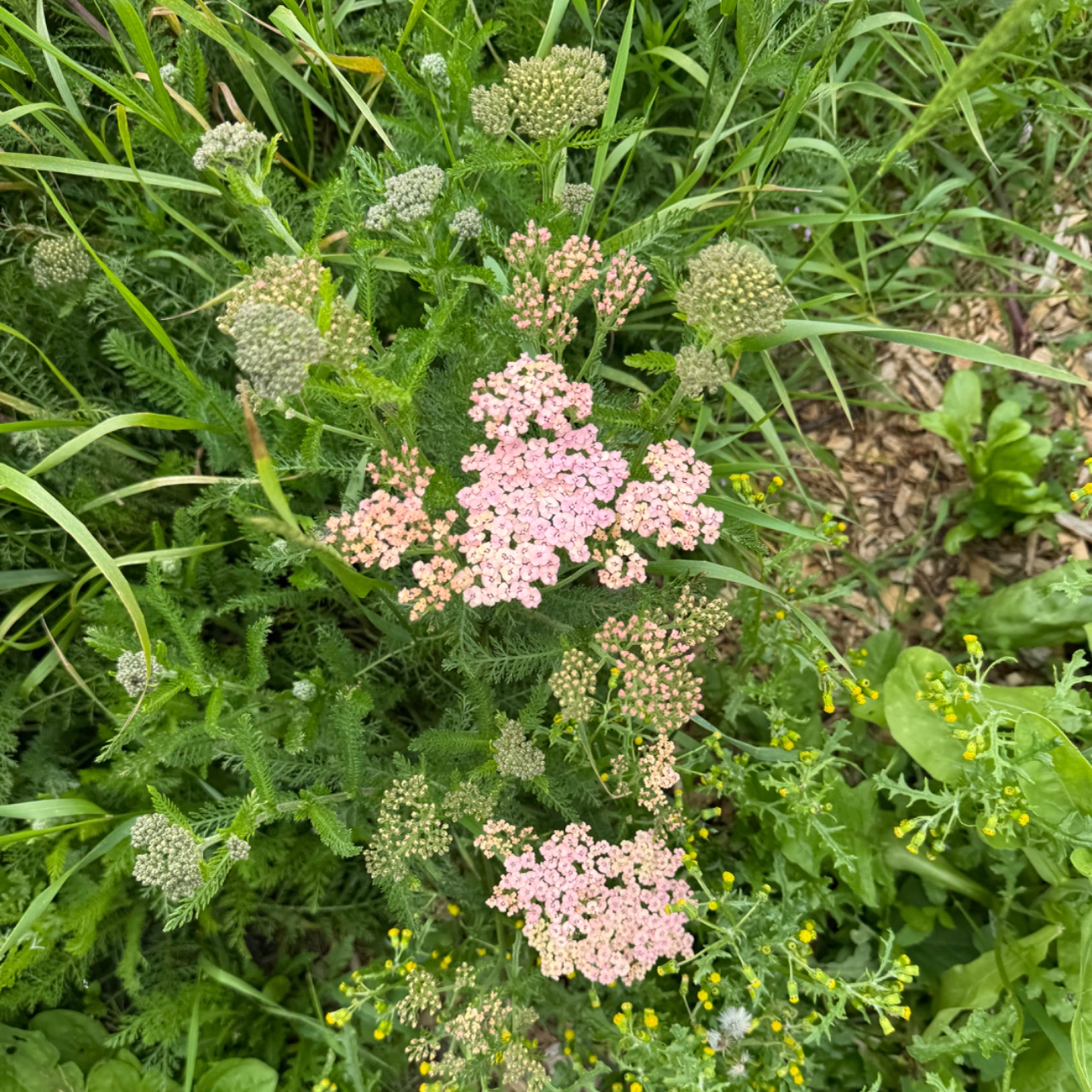 Achillea