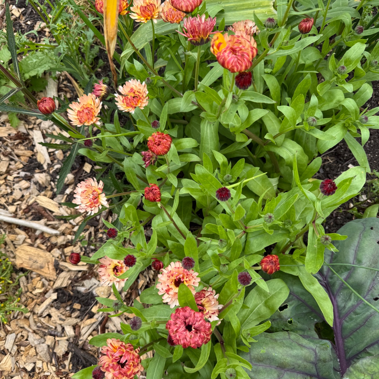 Calendula