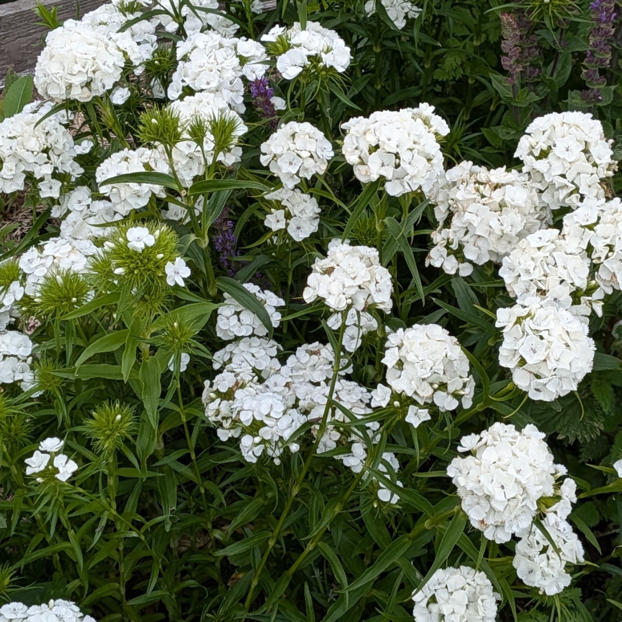 Sweet william