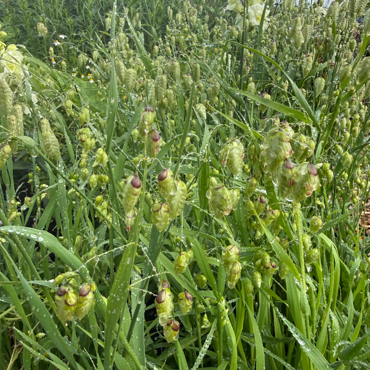 Brizza grass