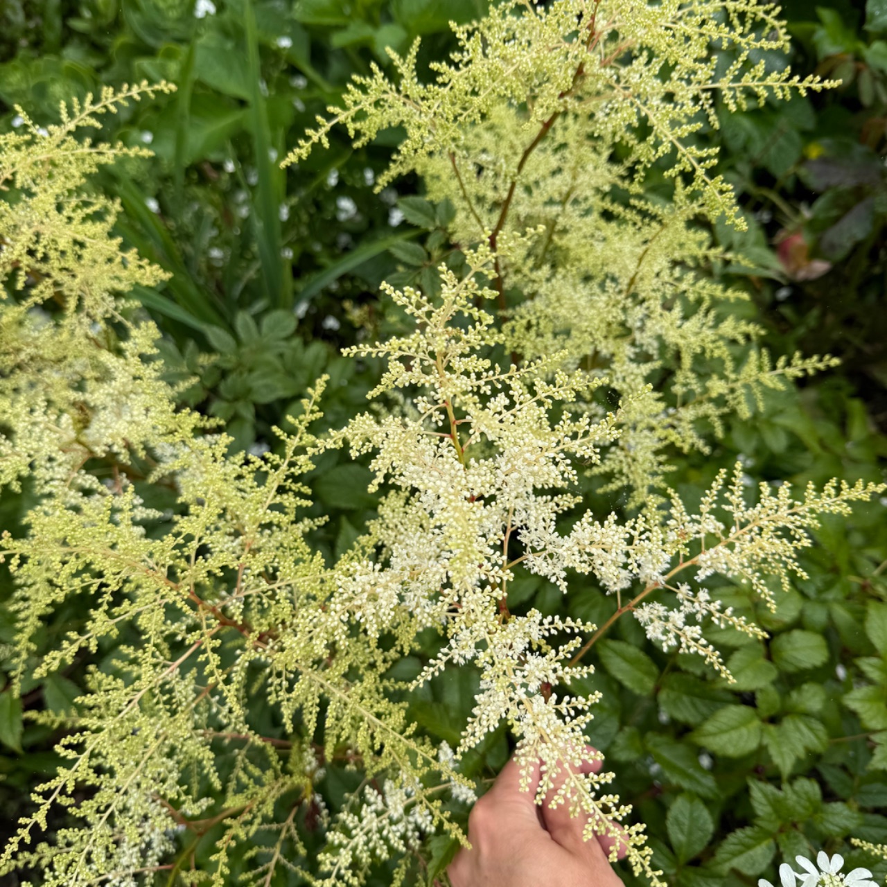 Astilbe