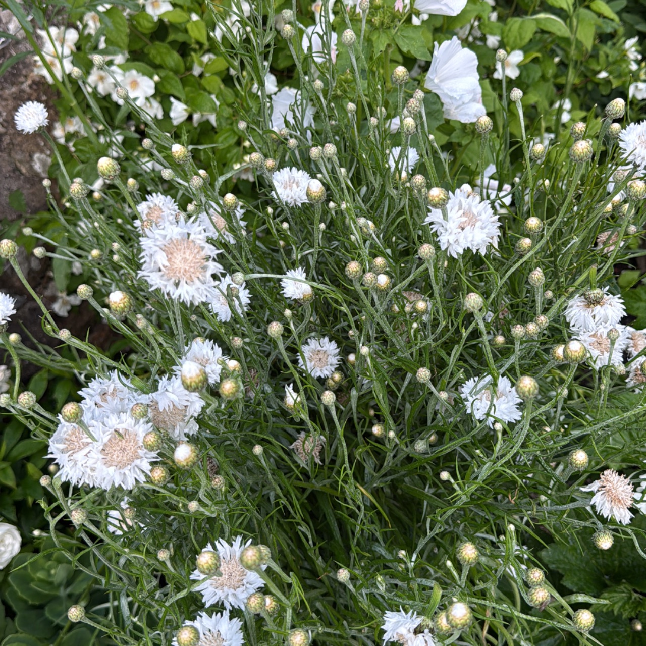 Cornflower