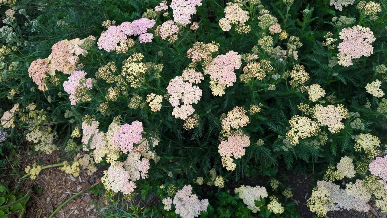 Jamie's blooms banner