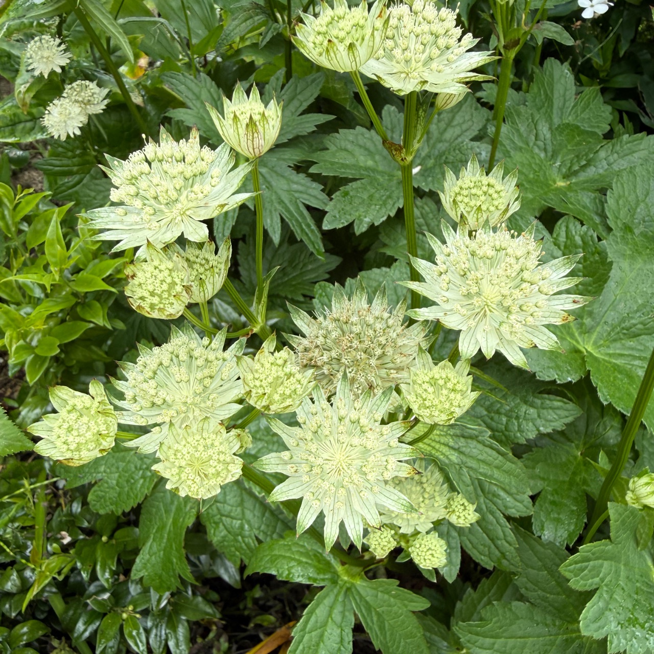 Astranthia
