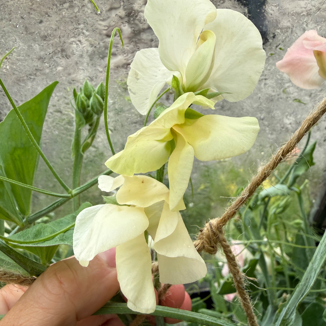 Sweet peas