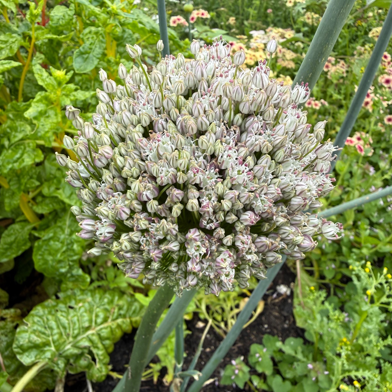 Allium flowers