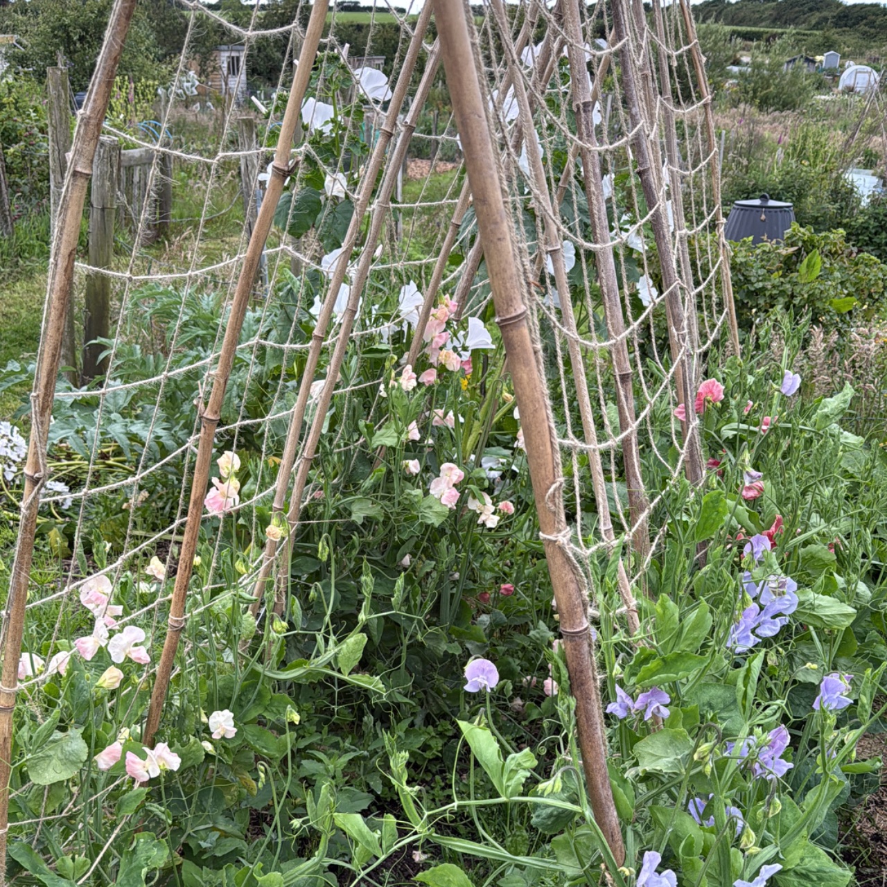 Sweet peas
