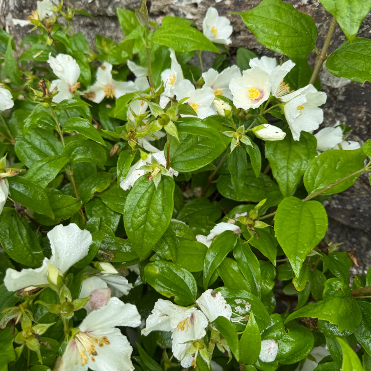 Philadelphus