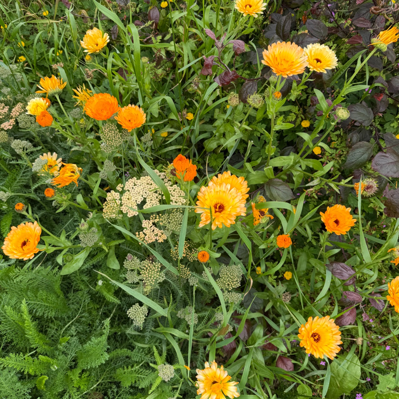Calendula