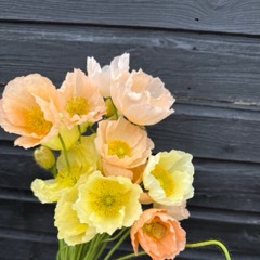 Icelandic poppies