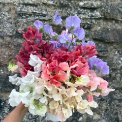 Sweet peas